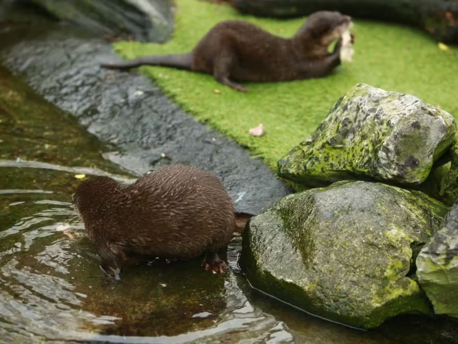 Billet d'entrée pour l'Aquarium Sea Life à Blankenberge