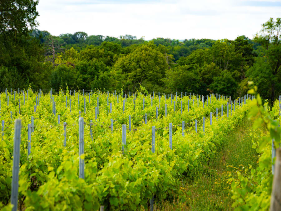 Visite & dégustation de vins au domaine La Bouche du Roi (78)