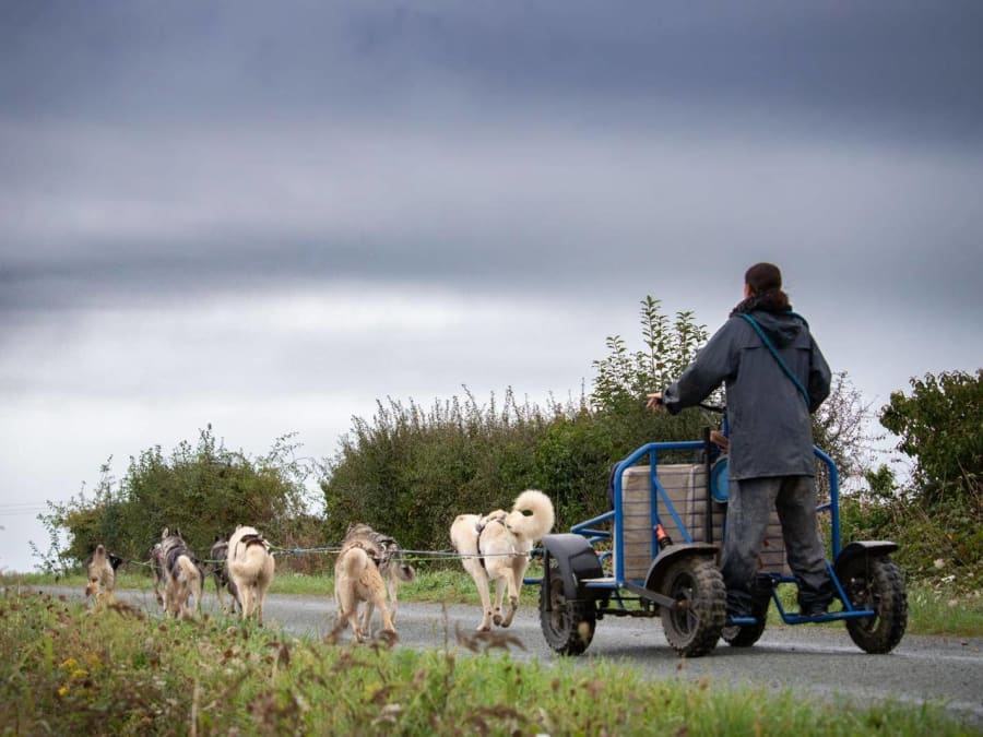 Cani-kart avec des chiens de traîneau à la Ferrière (85)