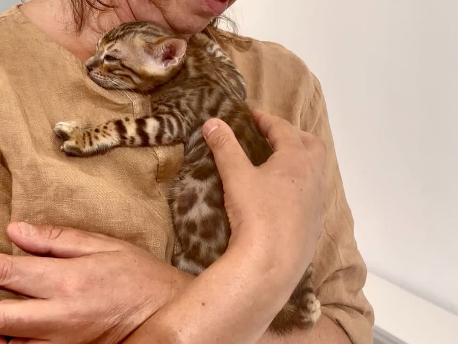 Oficina de brincadeiras e carícias com gatos e gatinhos no 12.º arrondissement de Paris