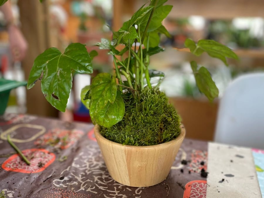 Team Building kokédama à Paris 10ème