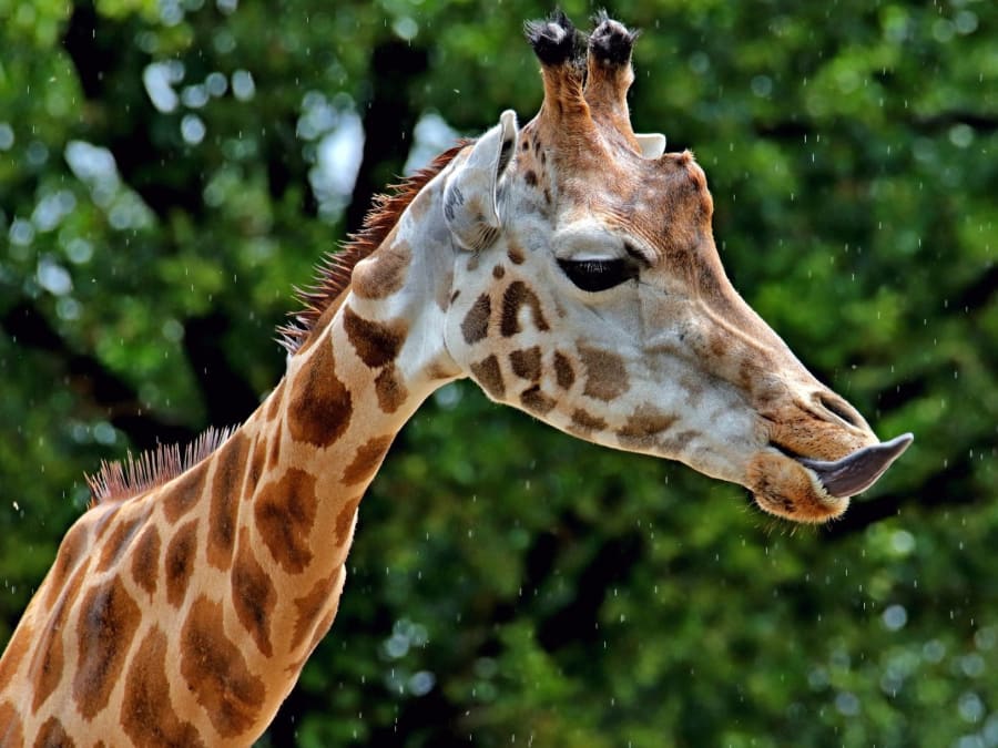 Billet pour le Natur'Zoo de Mervent (85)