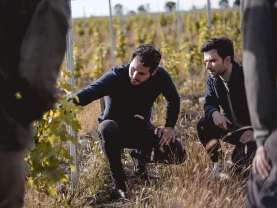 Team Building autour de la vigne à la Bouche du Roi (78)