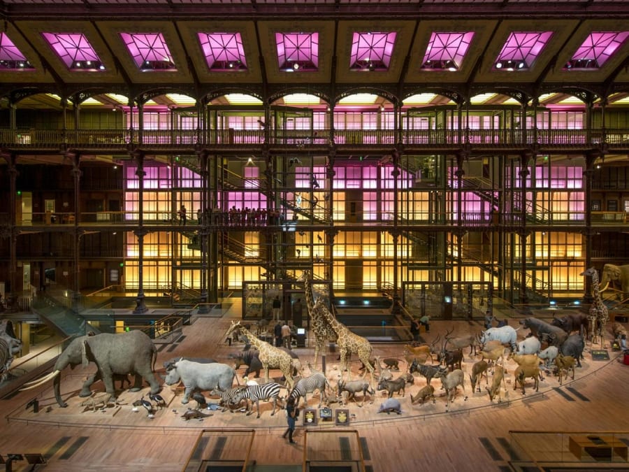 Biglietto con accesso prioritario alla Grande Galleria dell'Evoluzione
