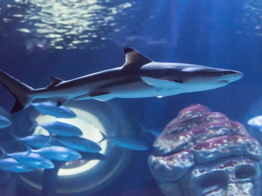 Billet coupe-file pour Le Seaquarium (30)
