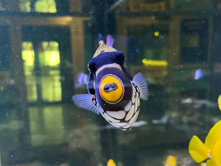 Billet pour l'Aquarium d'Amnéville (57)