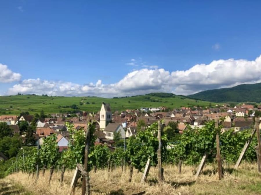 Découverte vigneronne & dégustation gourmande à Mittelwihr (68)