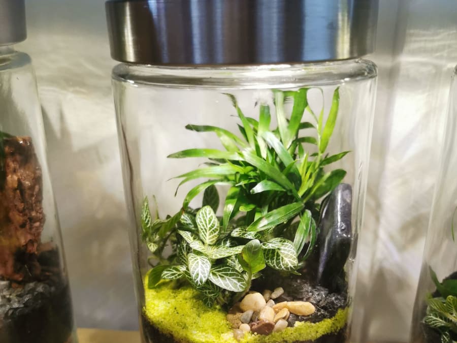 Taller de terrarios luminosos de pequeño formato en el distrito 