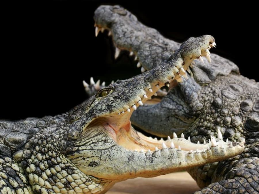 Billet pour Alligator Bay (50)