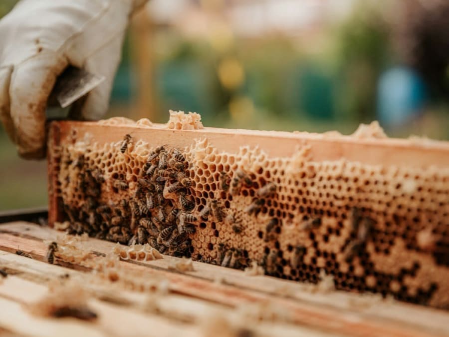 Stage Apithérapie à la journée : de la récolte aux produits de soin et d’entretien à Daux (31)