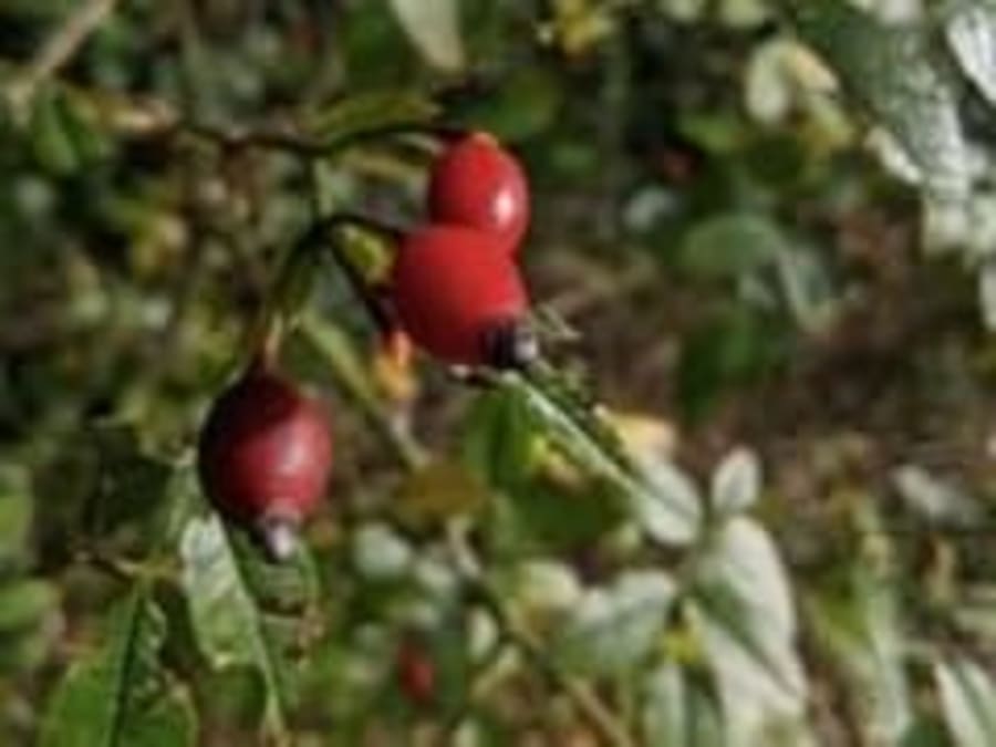  Team Building balade & cours de cuisine végétale à Rennes (35)