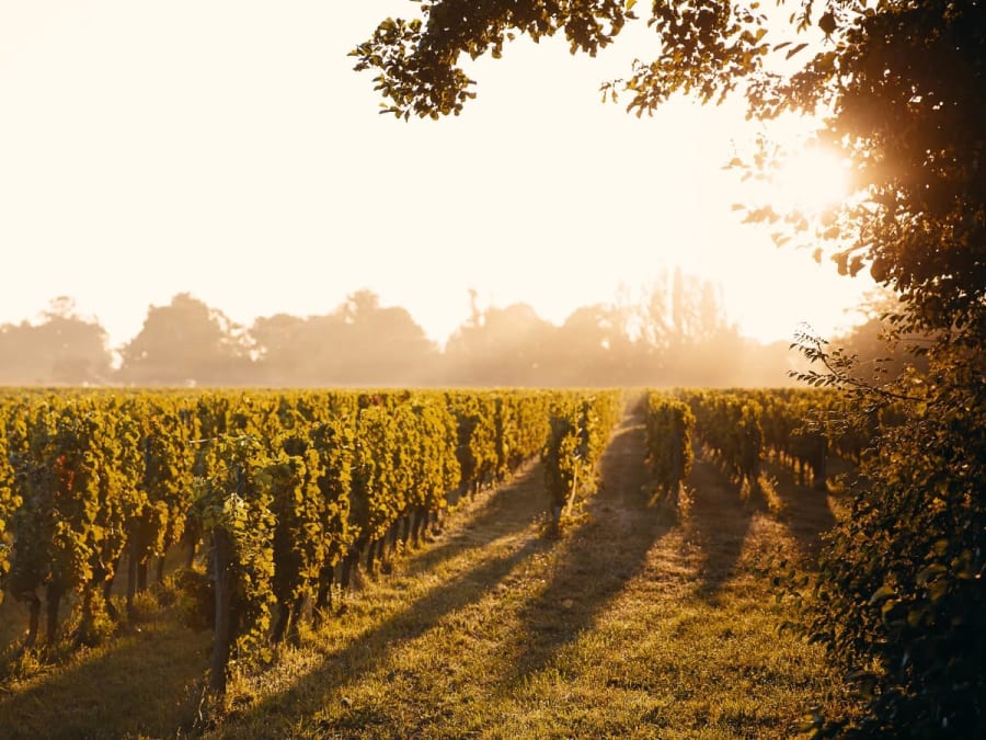 Balade entre Dordogne et vignobles de Saint-Émilion (33)