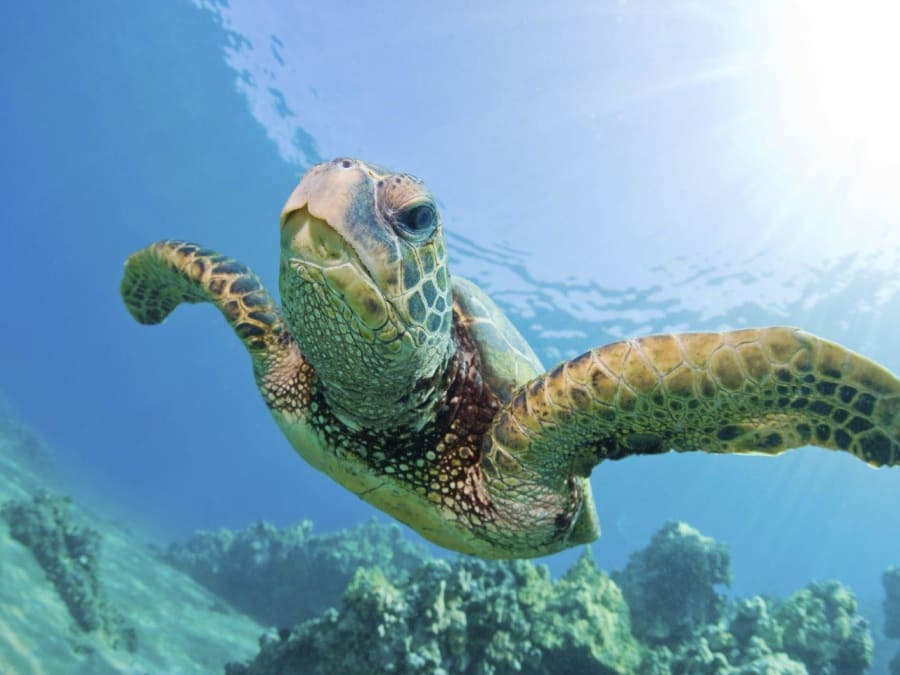 Billet pour l'Aquarium de Lanzarote