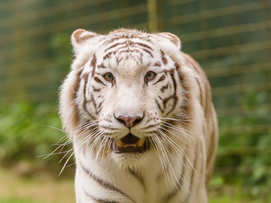 Billet pour Les Terres de Nataé (56)