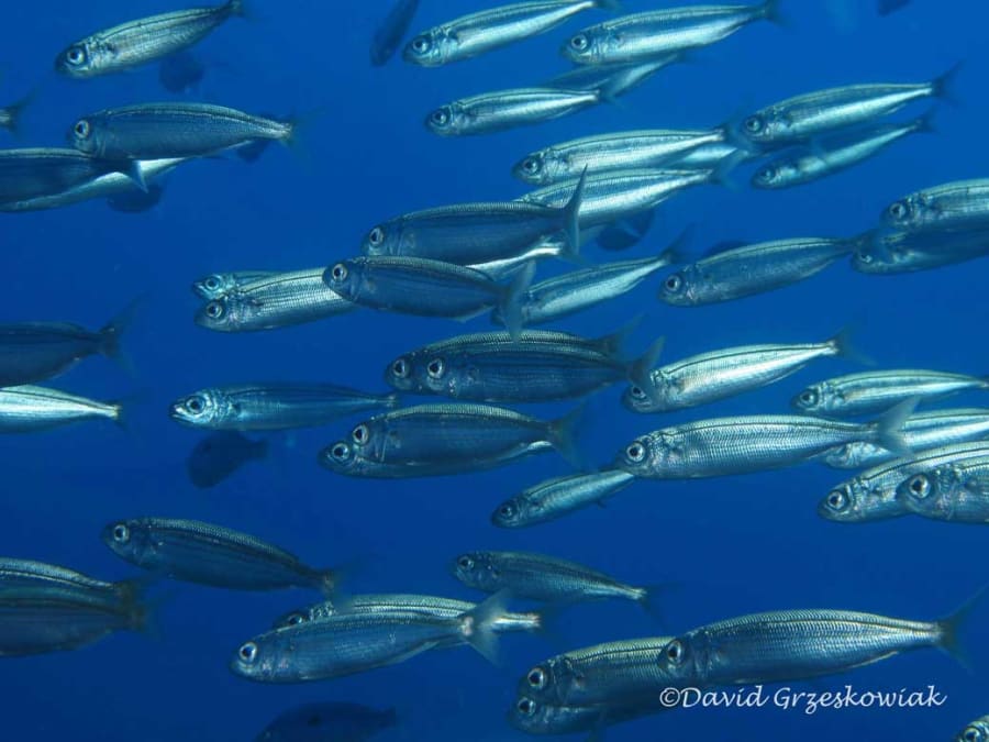 Scuba diving in Bormes-les-Mimosas (83)