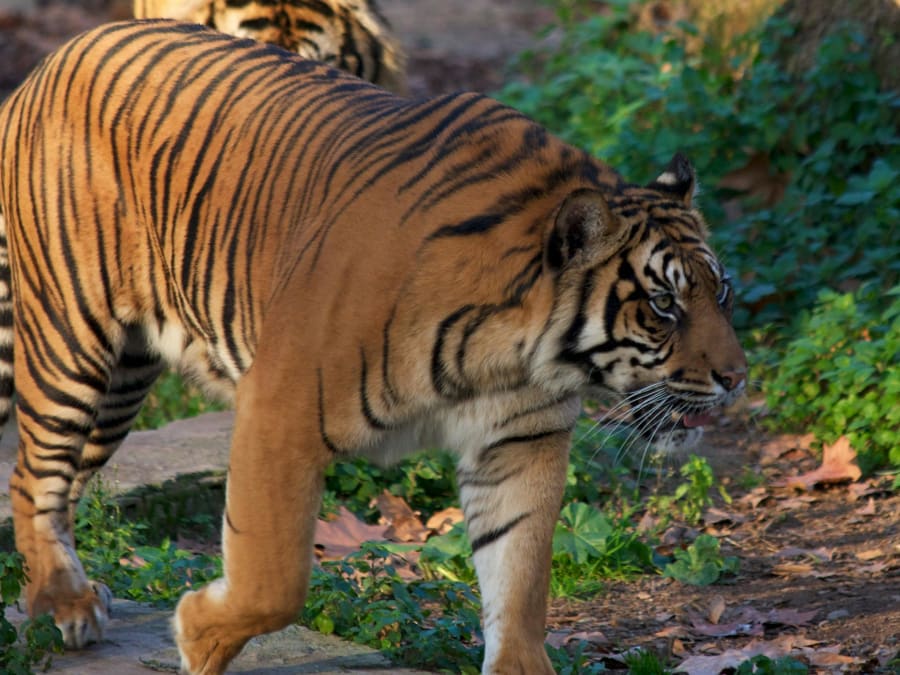 Billet coupe-file pour le parc zoologique de Barcelone