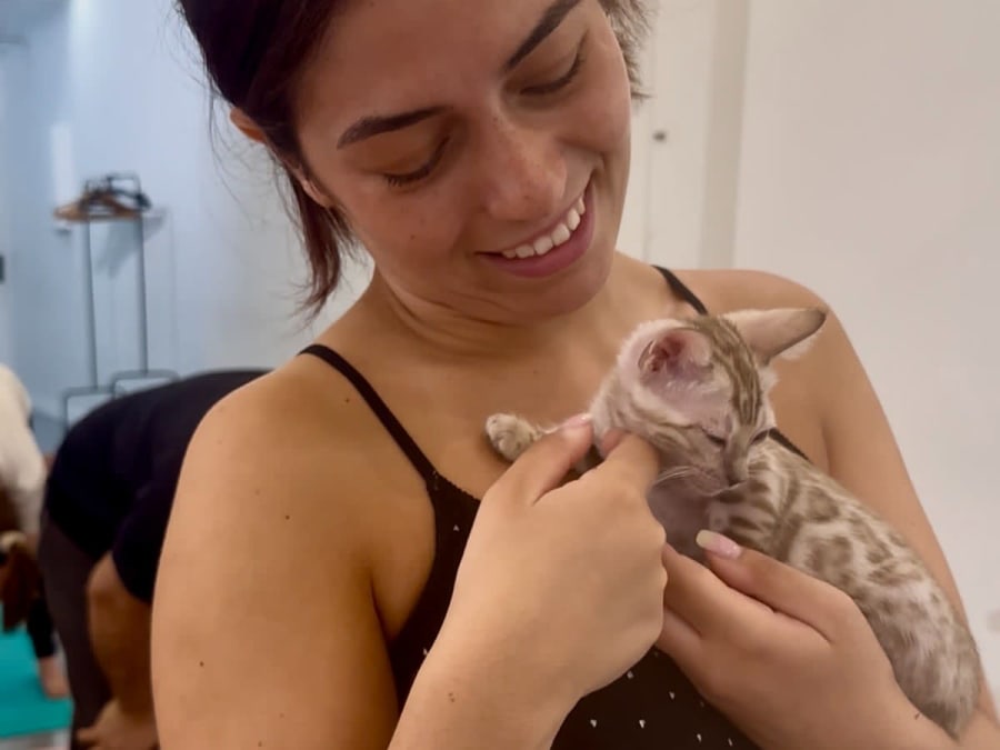 Oficina de brincadeiras e carícias com gatos e gatinhos em Lagny-sur-Marne (77)