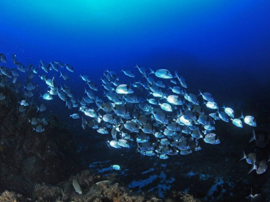 Snorkeling à Calvi (20)