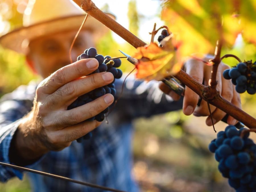 Wine day at Château Capet-Guillier in Saint-Émilion