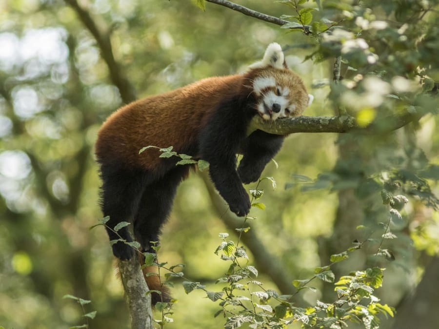 Entrada para el parque de animales Sainte-Croix de Rodas (57)