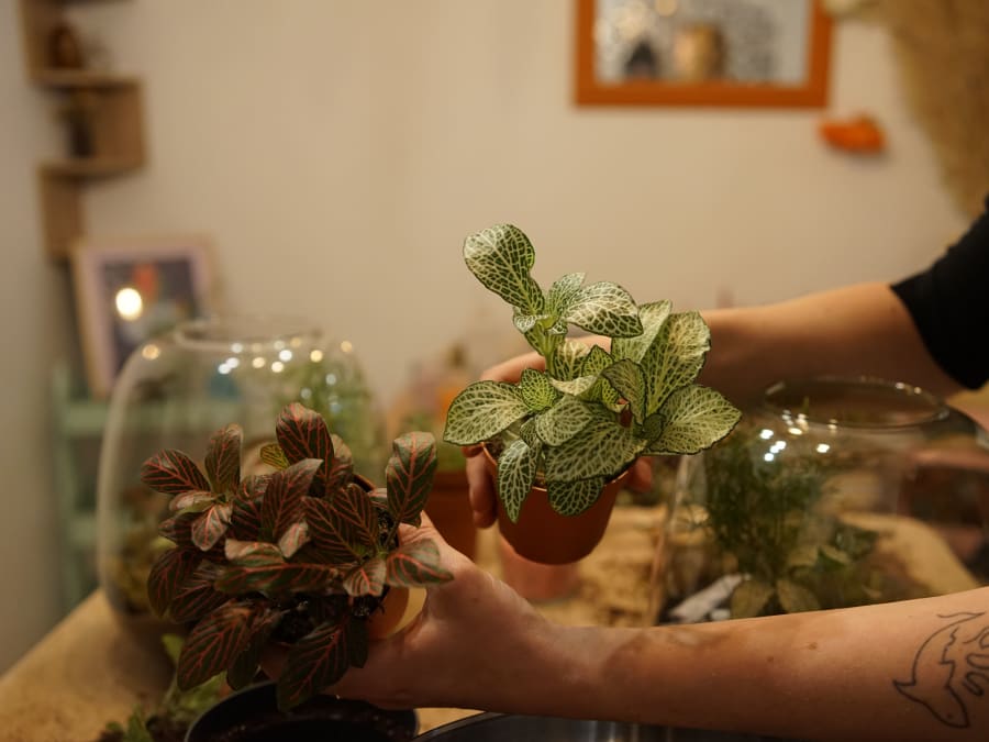 Terrarium-Making Workshop in Paris's 11th Arrondissement