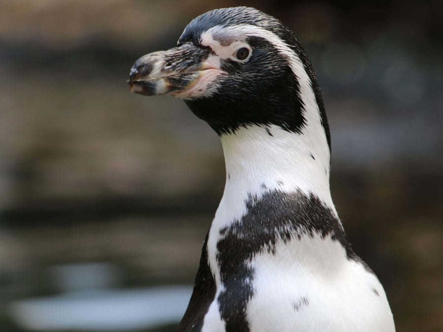 Nourrir les manchots au parc Parrot World (77)