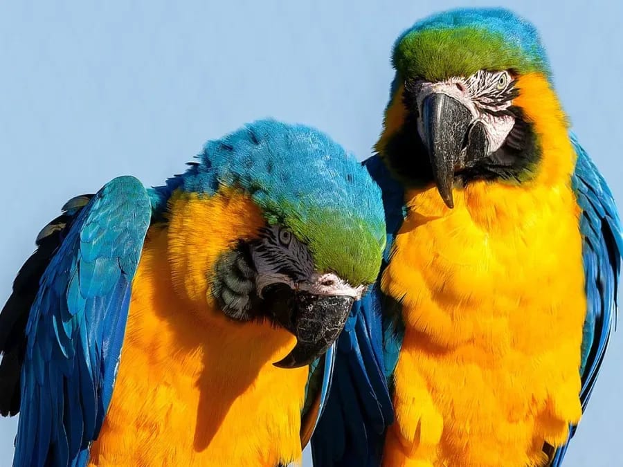 Team Building visite immersive et commentée de Parrot World (77)