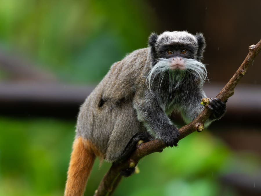 Billet pour le Zoo de Martinique (97)