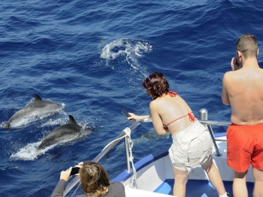 Gran Canaria : excursion d'observation des dauphins