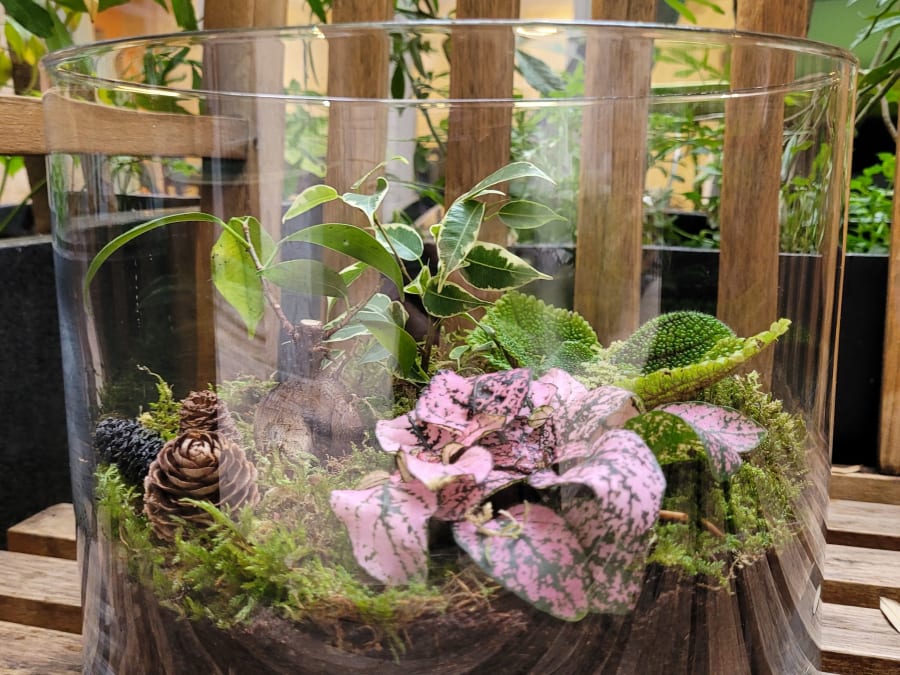 Taller abierto de terrarios en el 2º distrito de Lyon