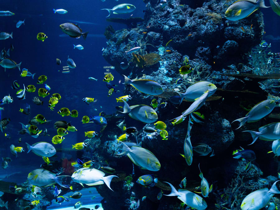 Billet pour l'Aquarium d'Amnéville (57)