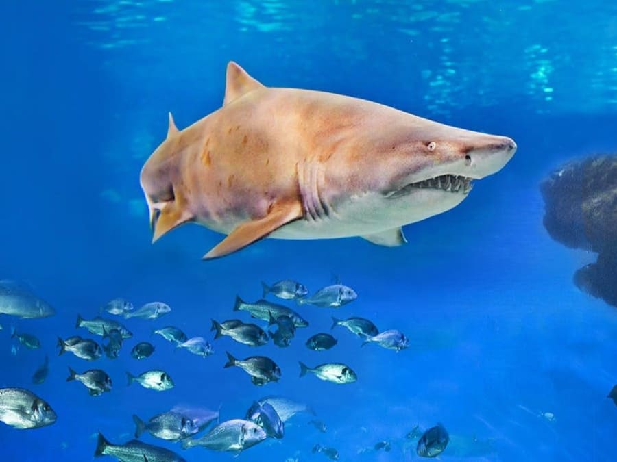 Entrada sin colas para el Acuario de Palma de Mallorca
