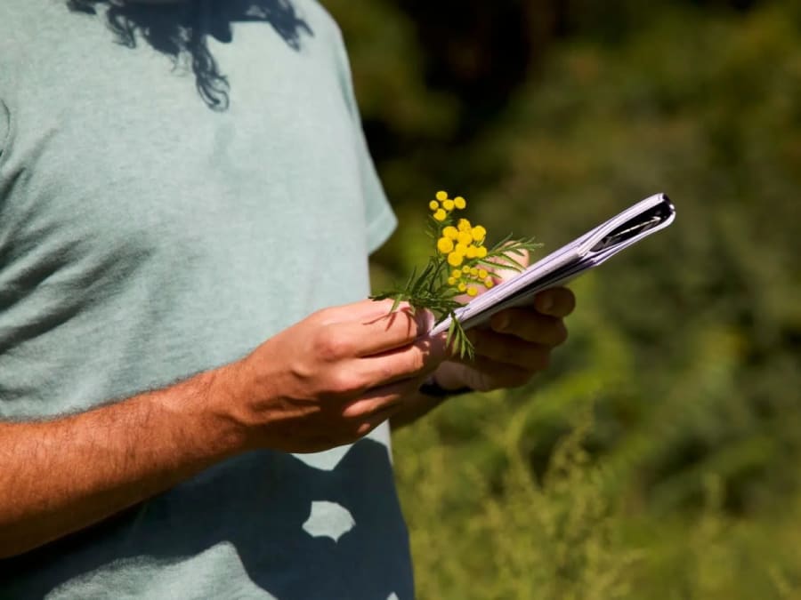 Gathering wild plants in the Bois de Vincennes (94)