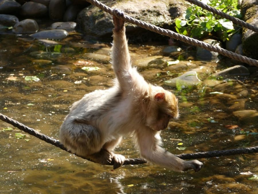 Ticket for the Monkey Mountain in Kintzheim (67)