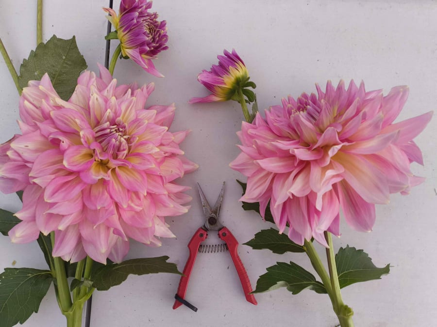 Team Building atelier floral à la ferme à La Ségalassière (15)