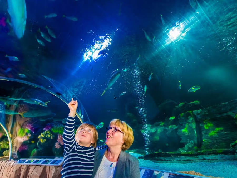 Billet d'entrée pour l'Aquarium Sea Life à Blankenberge