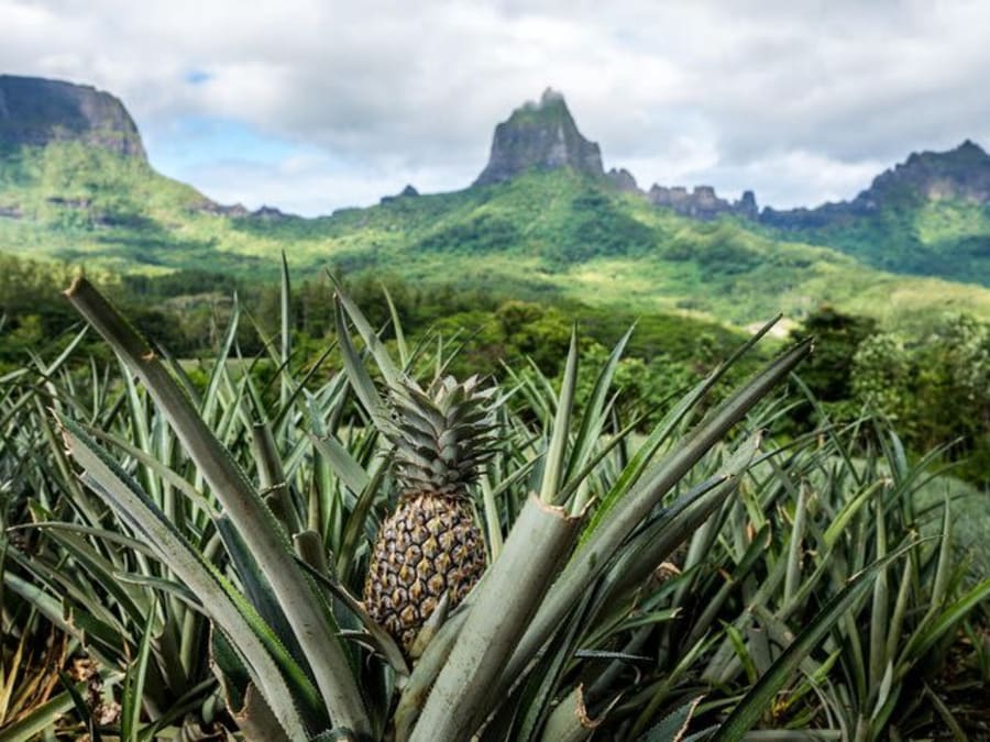 Tour privé de Moorea en 4x4 Montagne Magique, champs d’ananas & Belvédère