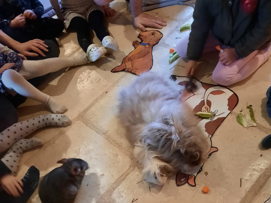 Anniversaire Z'animos Party 5-9 ans à domicile