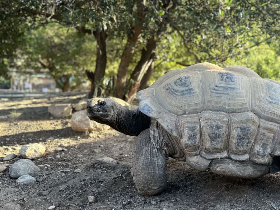 Billet pour La Vallée des Tortues (66)