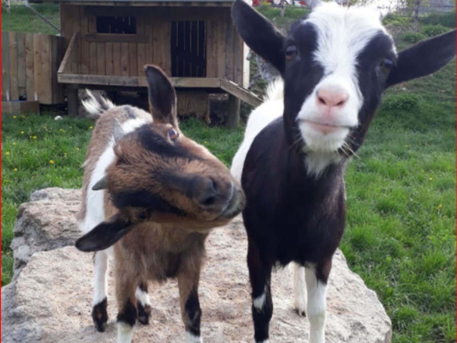 Visite à la ferme du Pichet près de Vittel (88)