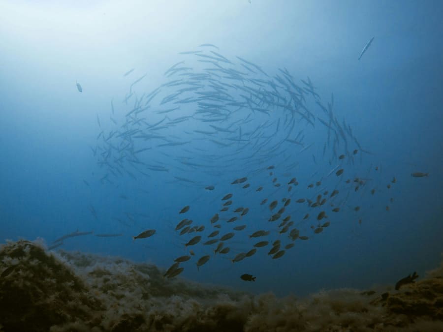 Freediving on a lava reef in Los Cristianos, Tenerife