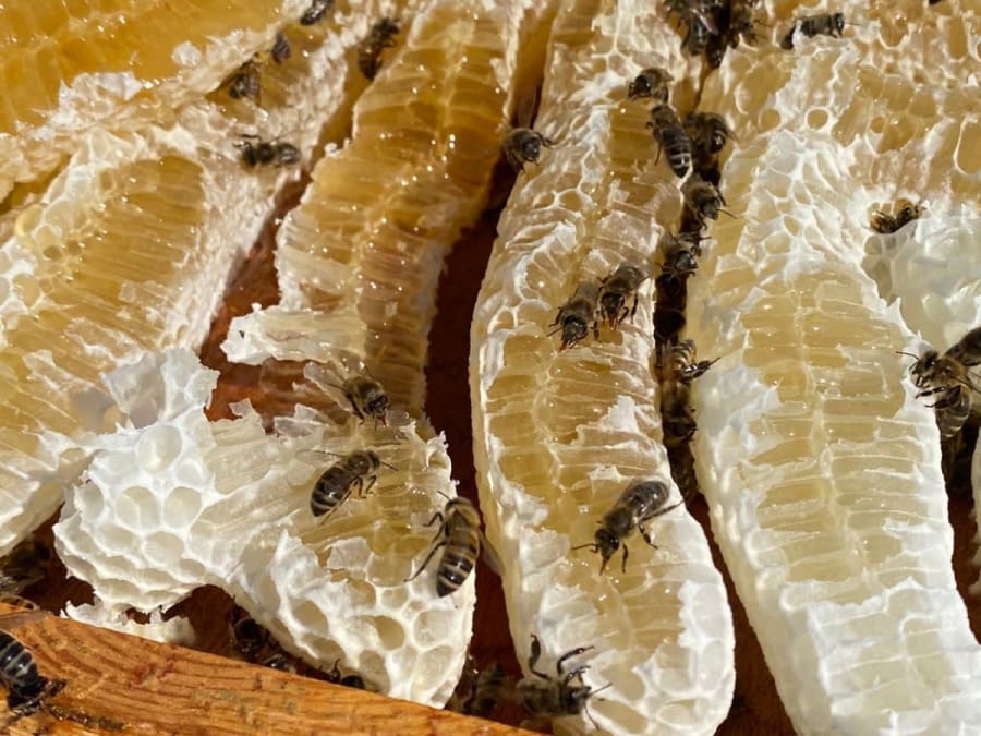 Introduction to beekeeping in Montreuil (93)
