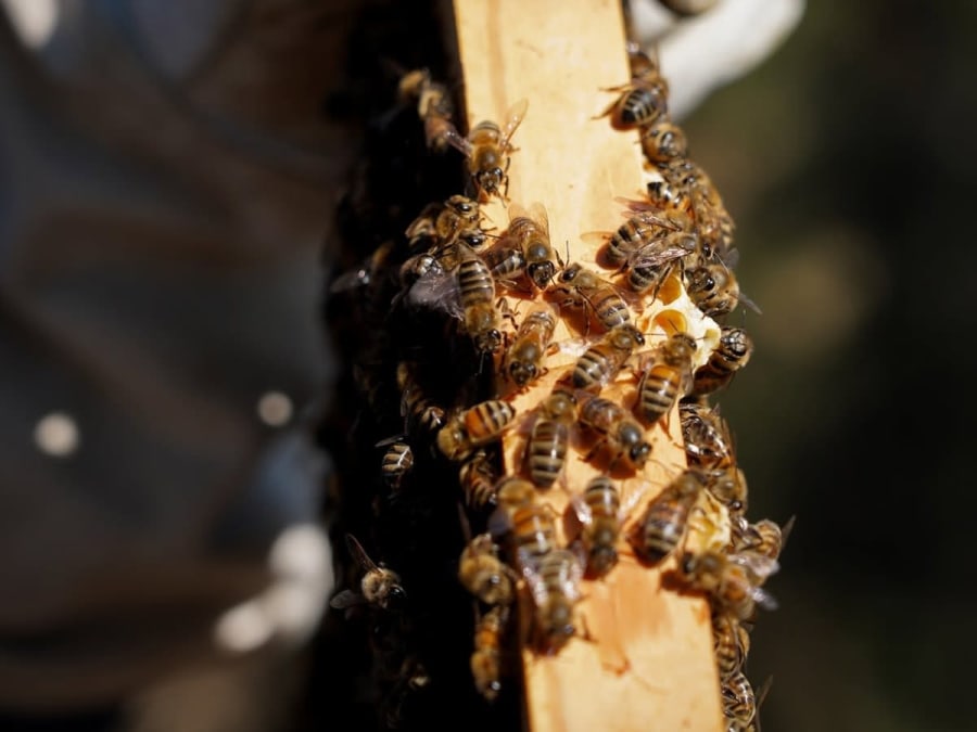 Découverte de l’apiculture à Bénesse (40)