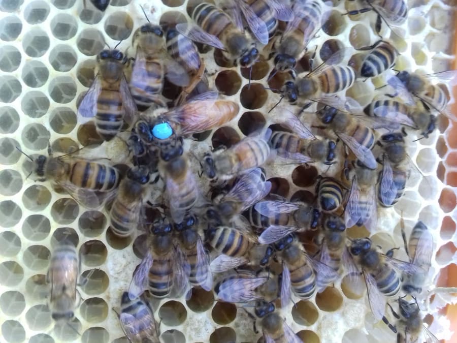 Media jornada de iniciación a la apicultura en Guigneville-sur-E