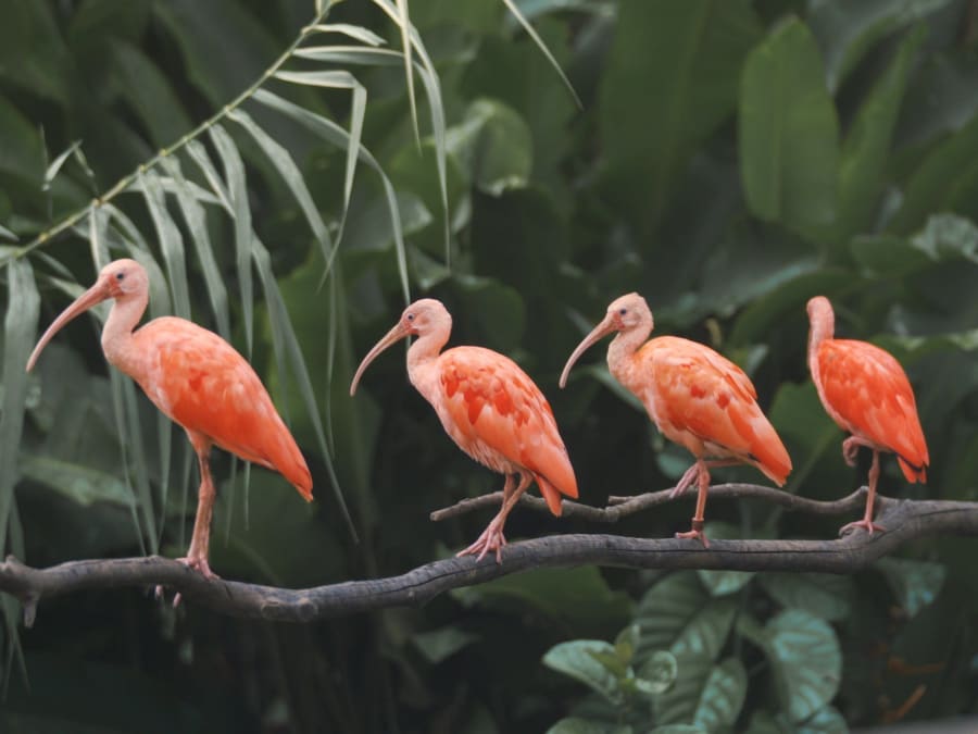 Billet pour le Zoo de Martinique (97)