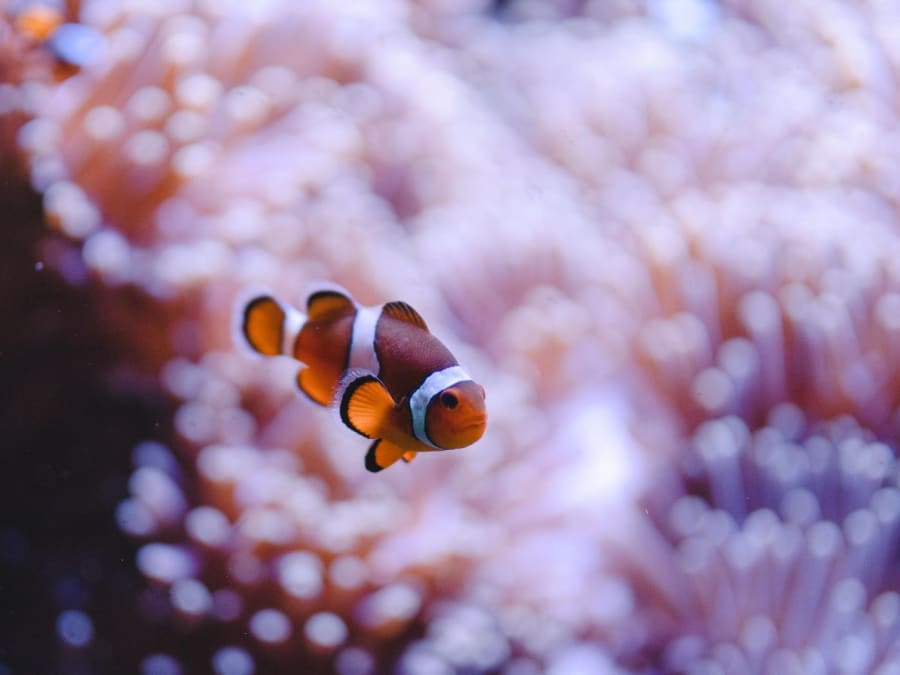 Entrada para La Cité de la Mer (50)