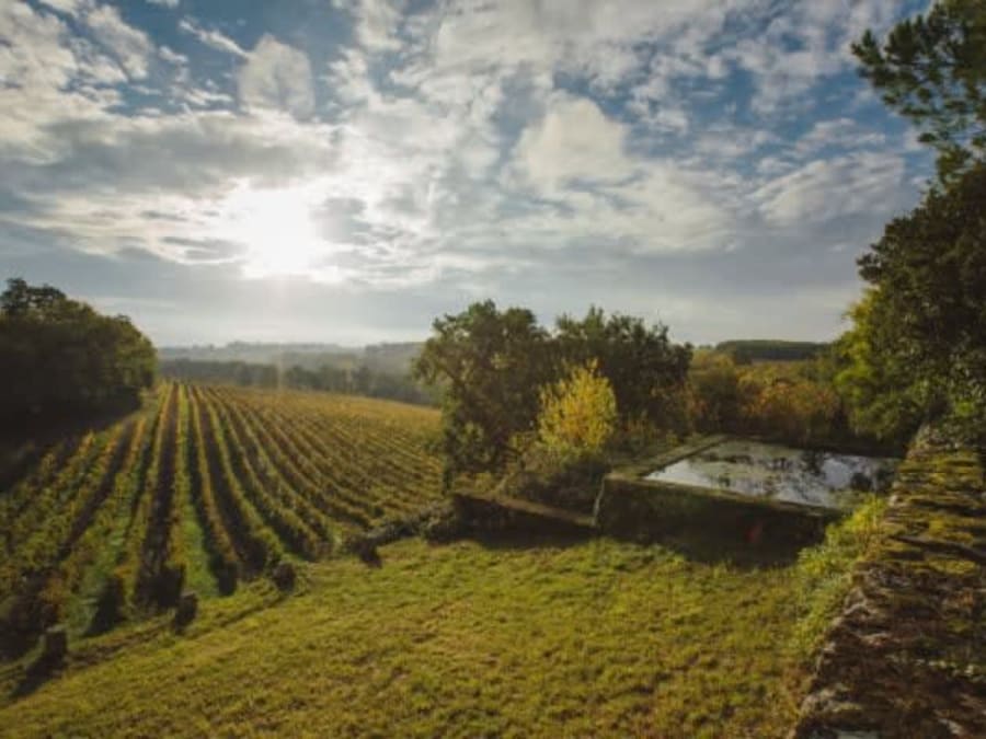 A Walk Through the Vineyards at Château d'Arton in Lectoure (32)