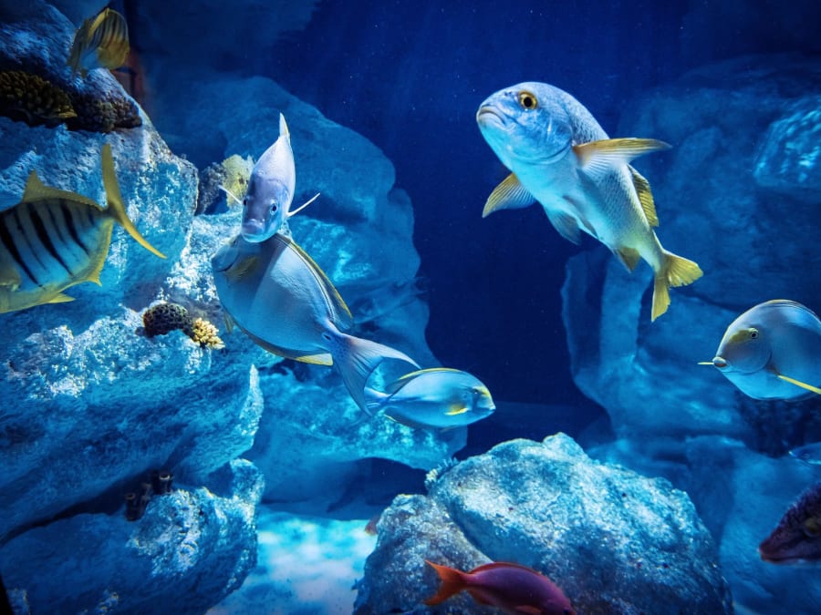 Entradas para Planet Ocean Montpellier (34)