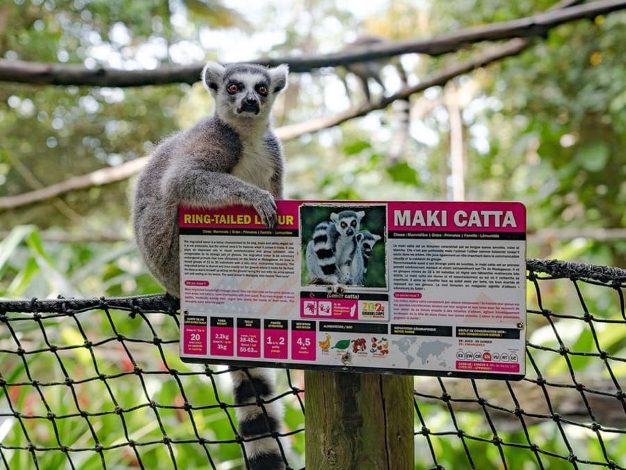 Billet pour le Zoo de Guadeloupe (97)