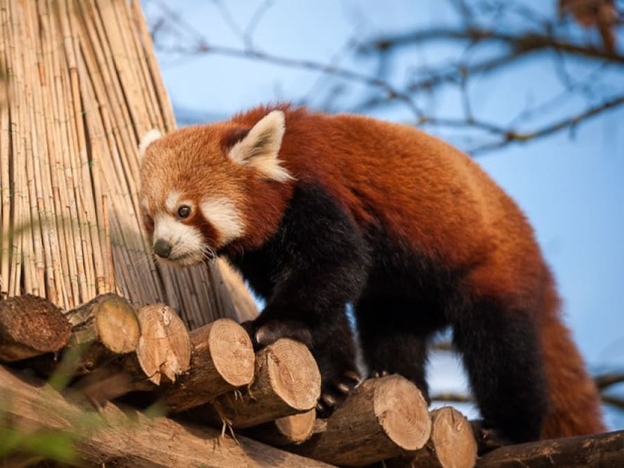 Billet d'entrée pour le Zoo d'Anvers 